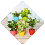 Indoor Plant