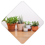Indoor pots